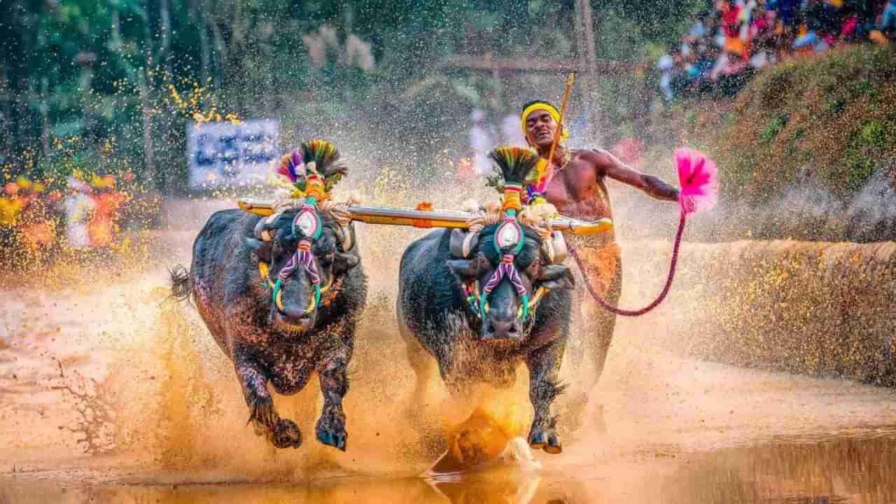 Kambala: ಕಂಬಳದಲ್ಲಿ ಮಹಿಳೆಯರಿಗೂ ಅವಕಾಶ, ತರಬೇತಿಗೆ ಸಿದ್ಧವಾಗುತ್ತಿದೆ ವೇದಿಕೆ