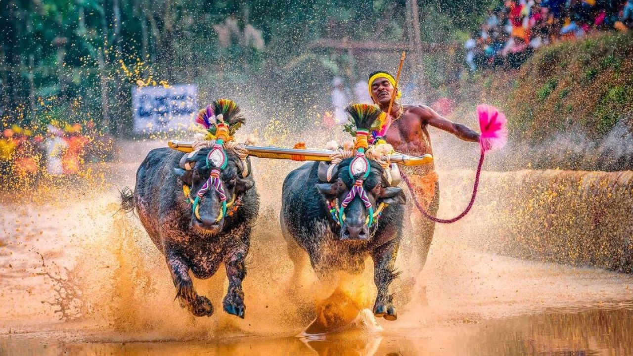 Kambala: ಕಂಬಳದಲ್ಲಿ ಮಹಿಳೆಯರಿಗೂ ಅವಕಾಶ, ತರಬೇತಿಗೆ ಸಿದ್ಧವಾಗುತ್ತಿದೆ ವೇದಿಕೆ Kambala: ಕಂಬಳದಲ್ಲಿ ಮಹಿಳೆಯರಿಗೂ ಅವಕಾಶ, ತರಬೇತಿಗೆ ಸಿದ್ಧವಾಗುತ್ತಿದೆ ವೇದಿಕೆ
