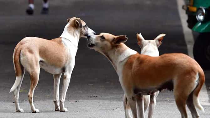 Street Dogs: ಬೆಂಗಳೂರಿನಲ್ಲಿ ಬೀದಿ ನಾಯಿಗಳ ಹಾವಳಿ ತಡೆಗೆ ಬಿಬಿಎಂಪಿಯಿಂದ ಮಾರ್ಗಸೂಚಿ ಬಿಡುಗಡೆ