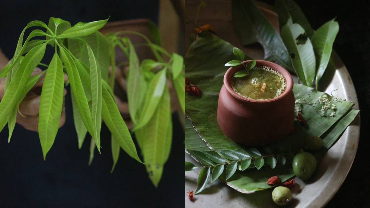 ಮಾವಿನ ಎಲೆ ಚಿಗುರಿನ ಆರೋಗ್ಯ ಪ್ರಯೋಜನಗಳು ಮತ್ತು ರುಚಿಕರವಾದ ಪಾಕವಿಧಾನಗಳನ್ನು ತಿಳಿಯಿರಿ