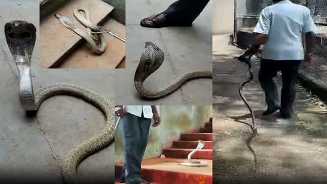 Viral video: ತಿರುಪತಿ ತಿಮ್ಮಪ್ಪನ ಸನ್ನಿಧಿಯಲ್ಲಿ ಪ್ರತ್ಯಕ್ಷವಾದ ಎರಡು ಬೃಹತ್ ನಾಗರಹಾವುಗಳು! ಭಯದಲ್ಲಿ ಭಕ್ತರು ಮಾಡಿದ್ದೇನು?