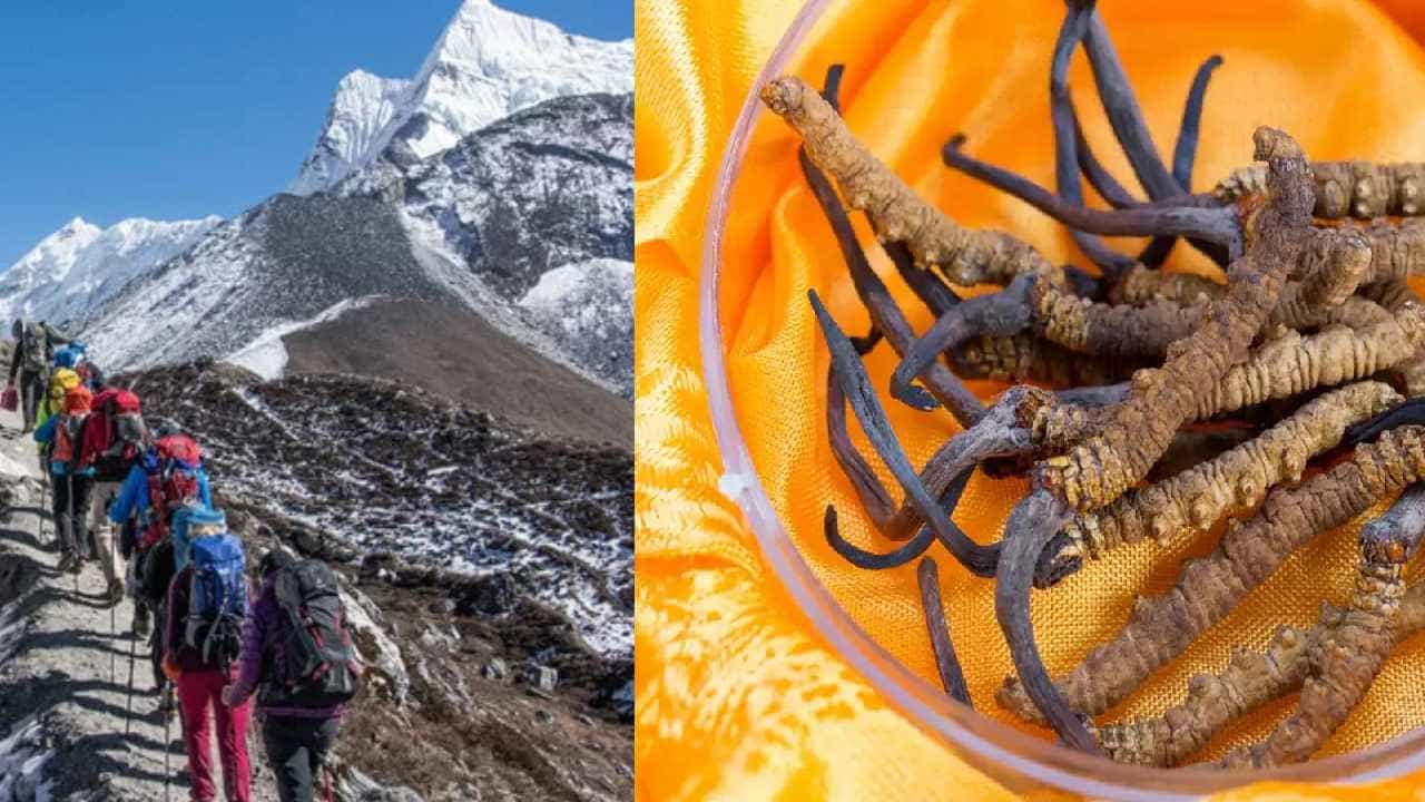 Himalayan Viagra: ಹಿಮಾಲಯನ್ ವಯಾಗ್ರ ಹುಡುಕಲು ನೇಪಾಳಕ್ಕೆ ತೆರಳಿದ್ದ 5 ಮಂದಿ ನಾಪತ್ತೆ Himalayan Viagra: ಹಿಮಾಲಯನ್ ವಯಾಗ್ರ ಹುಡುಕಲು ನೇಪಾಳಕ್ಕೆ ತೆರಳಿದ್ದ 5 ಮಂದಿ ನಾಪತ್ತೆ