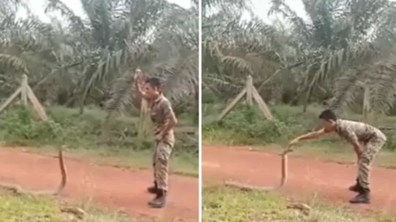 Viral Video: ಬೃಹತ್ ಗಾತ್ರದ ಕಾಳಿಂಗ ಸರ್ಪವನ್ನು ಬರಿಗೈಯಲ್ಲಿ ಹಿಡಿದ ವ್ಯಕ್ತಿ! Viral Video: ಬೃಹತ್ ಗಾತ್ರದ ಕಾಳಿಂಗ ಸರ್ಪವನ್ನು ಬರಿಗೈಯಲ್ಲಿ ಹಿಡಿದ ವ್ಯಕ್ತಿ!
