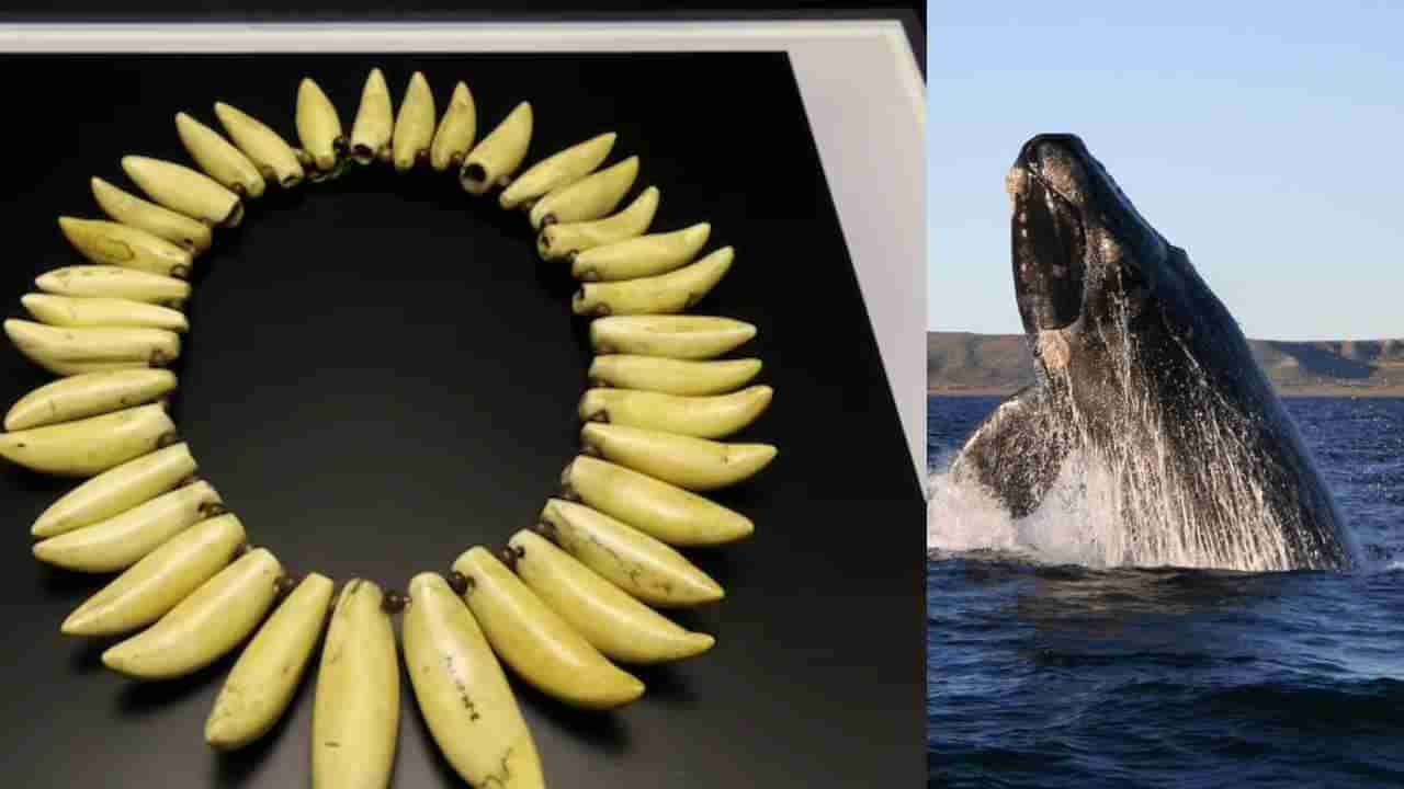 Whale Teeth Gift: ಈ ದೇಶದಲ್ಲಿ ಹೆಣ್ಣು ನೋಡುವ ಶಾಸ್ತ್ರವೇ ವಿಚಿತ್ರ, ವಧುವಿಗೆ ತಿಮಿಂಗಿಲದ ಹಲ್ಲು ಕೊಟ್ಟು, ಸಂಬಂಧ ಪಕ್ಕಾ ಮಾಡ್ಕೋತಾರೆ!