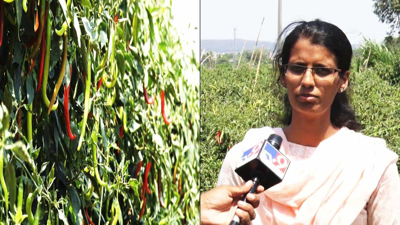 Belagavi News: 30 ಗುಂಟೆಯಲ್ಲಿ ಮೆಣಸಿನಕಾಯಿ ಬೆಳೆದು, 6 ತಿಂಗಳಲ್ಲಿ 8 ಲಕ್ಷ ಗಳಿಕೆ; ಬಡ ರೈತನ ಮಗಳ ಅಮೋಘ ಸಾಧನೆ Belagavi News: 30 ಗುಂಟೆಯಲ್ಲಿ ಮೆಣಸಿನಕಾಯಿ ಬೆಳೆದು, 6 ತಿಂಗಳಲ್ಲಿ 8 ಲಕ್ಷ ಗಳಿಕೆ; ಬಡ ರೈತನ ಮಗಳ ಅಮೋಘ ಸಾಧನೆ