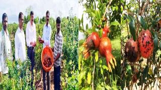 ಕೋವಿಡ್​ ವೇಳೆ ನೇಮಿಸಿಕೊಂಡ ಸ್ವಚ್ಚತಾ ಸಿಬ್ಬಂದಿ ಏಕಾಏಕಿ ವಜಾ; ನ್ಯಾಯಕ್ಕಾಗಿ ಒಂದು ವರ್ಷದಿಂದ ಧರಣಿ