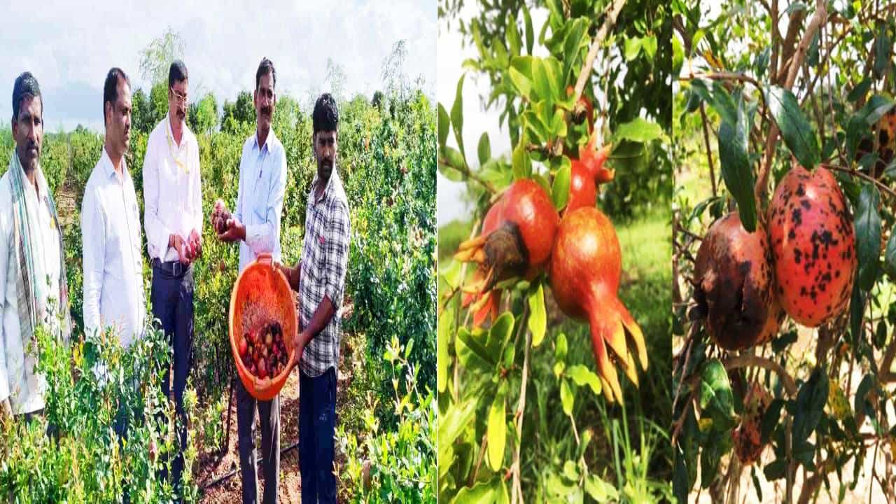ಬೀದರ್: ಆಲಿಕಲ್ಲು ಮಳೆಗೆ ದಾಳಿಂಬೆ ಬೆಳೆ ಹಾನಿ, ಕಂಗಾಲಾದ ರೈತ ಸಹಾಯದ ನಿರೀಕ್ಷೆಯಲ್ಲಿ ಬೀದರ್: ಆಲಿಕಲ್ಲು ಮಳೆಗೆ ದಾಳಿಂಬೆ ಬೆಳೆ ಹಾನಿ, ಕಂಗಾಲಾದ ರೈತ ಸಹಾಯದ ನಿರೀಕ್ಷೆಯಲ್ಲಿ
