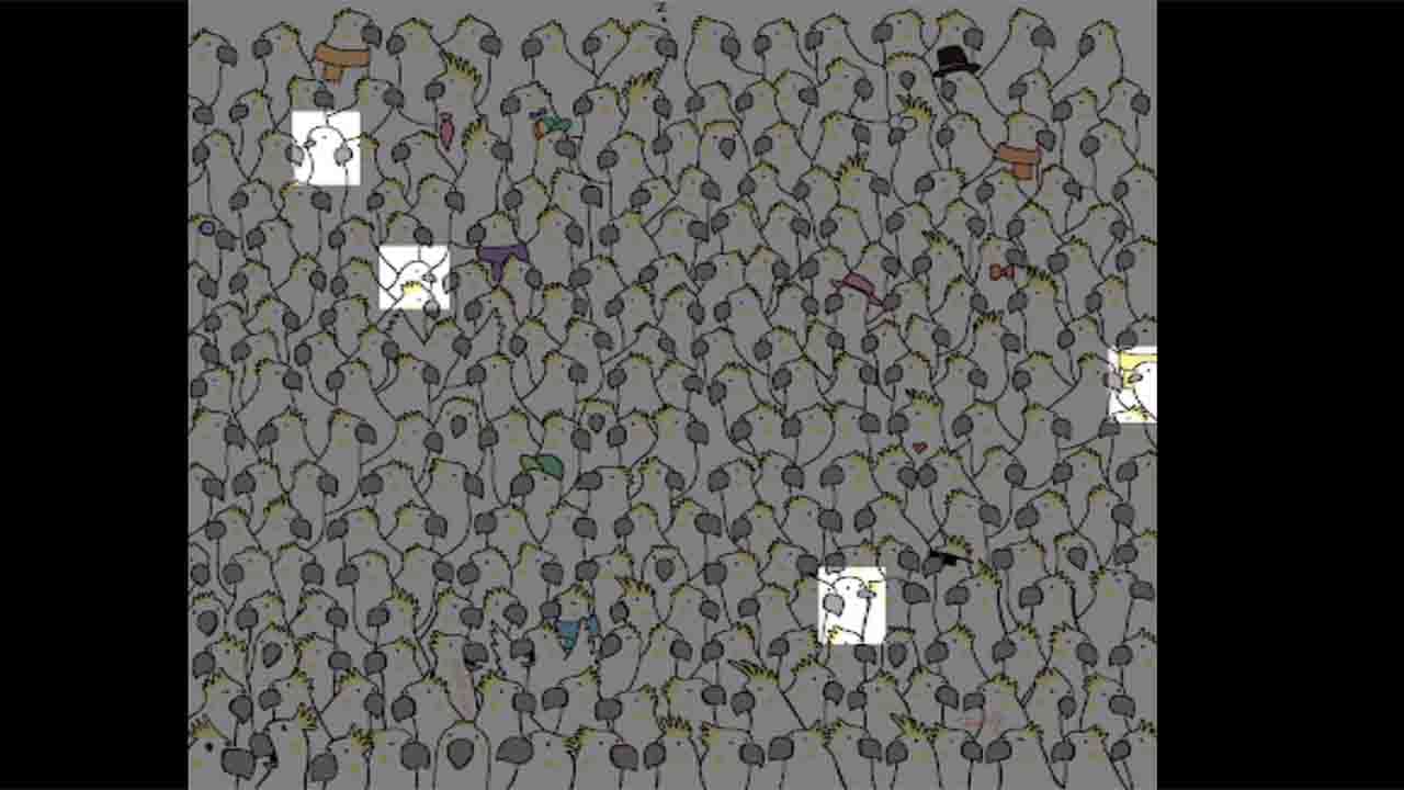 The viral Brain Teaser find the 4 pigeon among all birds 