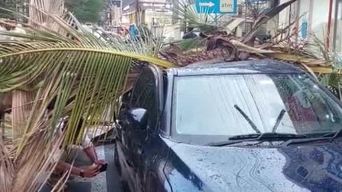 ಗಾಳಿ ಸಹಿತ ಭಾರೀ ಮಳೆ: ಧರೆಗೆ ಉರುಳಿದ ಬೃಹತ್ ತೆಂಗಿನ ಮರ, 2 ಕಾರು ಜಖಂ