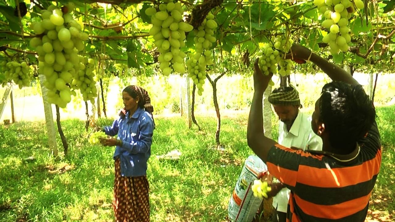 Chikkaballapur News: ದಿಲ್ ಖುಷ್ ದ್ರಾಕ್ಷಿಗೆ ಹೆಚ್ಚಾದ ಬೇಡಿಕೆ, ದಿಢೀರ್ ಬೆಲ ಏರಿಕೆ! ಸಂತಸಗೊಂಡ ದ್ರಾಕ್ಷಿ ಬೆಳೆಗಾರರು Chikkaballapur News: ದಿಲ್ ಖುಷ್ ದ್ರಾಕ್ಷಿಗೆ ಹೆಚ್ಚಾದ ಬೇಡಿಕೆ, ದಿಢೀರ್ ಬೆಲ ಏರಿಕೆ! ಸಂತಸಗೊಂಡ ದ್ರಾಕ್ಷಿ ಬೆಳೆಗಾರರು