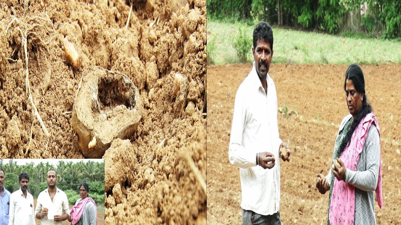 Chikkamagaluru: ನಕಲಿ ಬೀಜ ಮಾರಾಟ; ಮೂರೇ ದಿನಕ್ಕೆ ಕೊಳೆತು ಹೋದ ಆಲೂಗೆಡ್ಡೆ, ಕಂಗಾಲಾದ ರೈತರು Chikkamagaluru: ನಕಲಿ ಬೀಜ ಮಾರಾಟ; ಮೂರೇ ದಿನಕ್ಕೆ ಕೊಳೆತು ಹೋದ ಆಲೂಗೆಡ್ಡೆ, ಕಂಗಾಲಾದ ರೈತರು