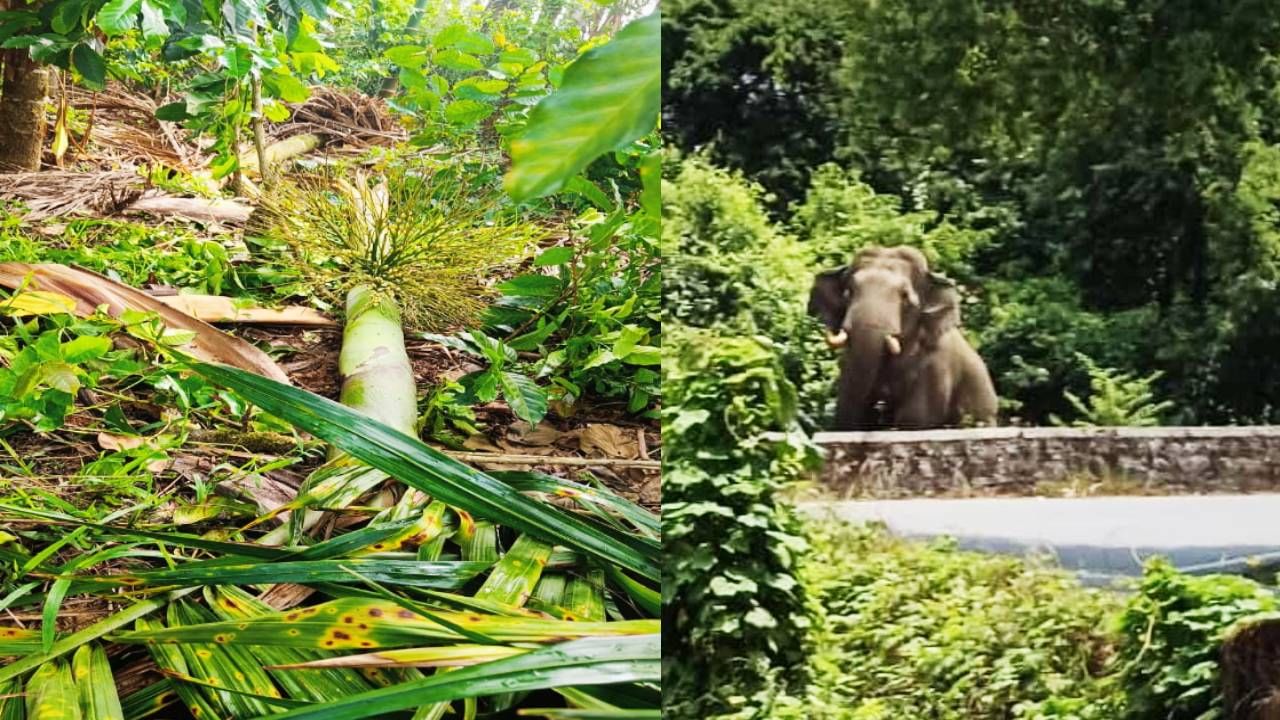 ಕಾಫಿನಾಡಿನ ಮಲೆನಾಡಿಗರಿಗೆ ಶಾಪವಾದ ಕಾಡು ಪ್ರಾಣಿಗಳು; ಹುಲಿ,ಕಾಡಾನೆ ಕಾಟಕ್ಕೆ ತತ್ತರಿಸಿದ ಮಲೆನಾಡಿಗರು ಕಾಫಿನಾಡಿನ ಮಲೆನಾಡಿಗರಿಗೆ ಶಾಪವಾದ ಕಾಡು ಪ್ರಾಣಿಗಳು; ಹುಲಿ,ಕಾಡಾನೆ ಕಾಟಕ್ಕೆ ತತ್ತರಿಸಿದ ಮಲೆನಾಡಿಗರು