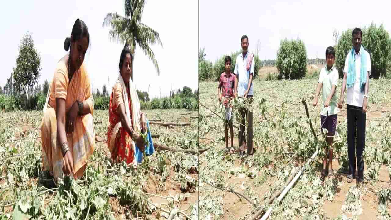 ಬಿರುಗಾಳಿ ಸಹಿತ ಆಲಿಕಲ್ಲು ಮಳೆಗೆ ರೈತರ ಬೆಳೆಗಳು ಮಣ್ಣುಪಾಲು;  ಕೈಗೆ ಬಂದ ತುತ್ತು ಬಾಯಿಗೆ ಬರಲಿಲ್ಲವೆಂದು  ಅನ್ನದಾತರು ಕಂಗಾಲು