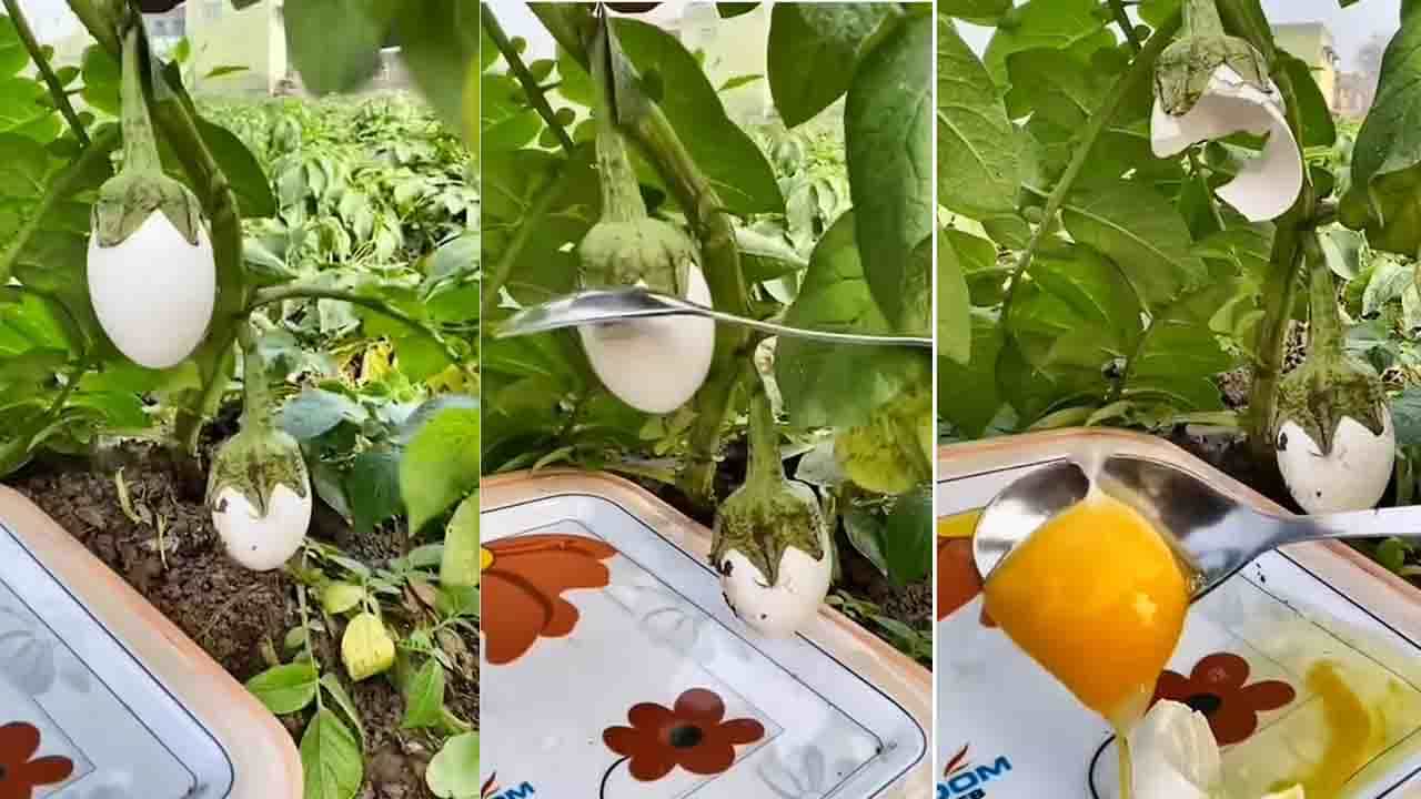 Viral Video: ಎಗ್ ಪ್ಲ್ಯಾಂಟ್; ಇದರ ಹೆಸರು ಈಗ ಸಾರ್ಥಕವಾಯಿತು ಎನ್ನುತ್ತಿರುವ ನೆಟ್ಟಿಗರು Viral Video: ಎಗ್ ಪ್ಲ್ಯಾಂಟ್; ಇದರ ಹೆಸರು ಈಗ ಸಾರ್ಥಕವಾಯಿತು ಎನ್ನುತ್ತಿರುವ ನೆಟ್ಟಿಗರು