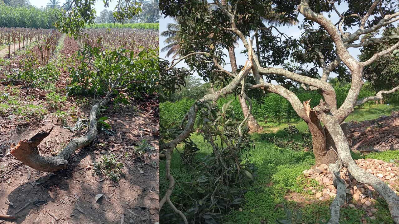 ಚಾಮರಾಜನಗರದಲ್ಲಿ ಆನೆ, ಚಿಕ್ಕಮಗಳೂರಿನಲ್ಲಿ ಹುಲಿ ಹಾವಳಿ; ಆತಂಕದಲ್ಲಿ ಜನ ಚಾಮರಾಜನಗರದಲ್ಲಿ ಆನೆ, ಚಿಕ್ಕಮಗಳೂರಿನಲ್ಲಿ ಹುಲಿ ಹಾವಳಿ; ಆತಂಕದಲ್ಲಿ ಜನ