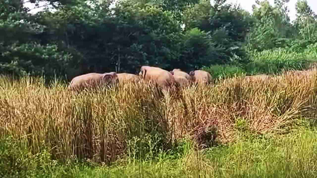 ತಮಿಳುನಾಡು ಗಡಿಯಲ್ಲಿ ಆನೆ ಹಾವಳಿ: ಸಿಕ್ಕ ಸಿಕ್ಕವರ ಮೇಲೆ ದಾಳಿ, ಇಬ್ಬರು ಸಾವು, ಮುಗಿಲು ಮುಟ್ಟಿದ ಕುಟುಂಬಸ್ಥರ ಆಕ್ರಂದನ