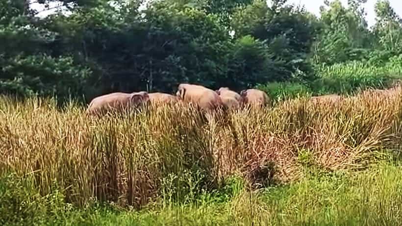 ತಮಿಳುನಾಡು ಗಡಿಯಲ್ಲಿ ಆನೆ ಹಾವಳಿ: ಸಿಕ್ಕ ಸಿಕ್ಕವರ ಮೇಲೆ ದಾಳಿ, ಇಬ್ಬರು ಸಾವು, ಮುಗಿಲು ಮುಟ್ಟಿದ ಕುಟುಂಬಸ್ಥರ ಆಕ್ರಂದನ