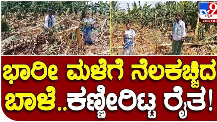 Untimely rains cause damage: ಭಾರಿ ಮಳೆ ಮತ್ತು ಬಿರುಗಾಳಿಯಿಂದ ಮೈಸೂರಲ್ಲಿ ಮತ್ತೊಬ್ಬ ರೈತನ ಬಾಳೆ ಬೆಳೆ ಹಾಳು Untimely rains cause damage: ಭಾರಿ ಮಳೆ ಮತ್ತು ಬಿರುಗಾಳಿಯಿಂದ ಮೈಸೂರಲ್ಲಿ ಮತ್ತೊಬ್ಬ ರೈತನ ಬಾಳೆ ಬೆಳೆ ಹಾಳು