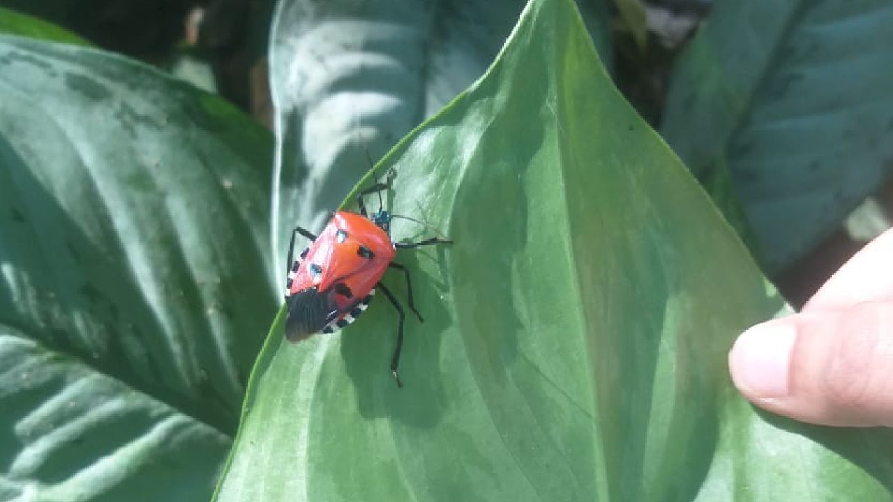 ಇಂಗ್ಲಿಷ್ ನಲ್ಲಿರುವ Man Faced Stink Bug ಎಂದು ಕರೆಯಿಸಿಕೊಳ್ಳುವ ವಿಚಿತ್ರ ಚಿಟ್ಟೆಗಳು ದಾವಣಗೆರೆ ನಗರದ  ವಿದ್ಯಾನಗರ ಪಾರ್ಕ್​ನಲ್ಲಿ ಪತ್ತೆಯಾಗುತ್ತಿವೆ. ವಿಚಿತ್ರ ಚಿಟ್ಟೆಗಳನ್ನ ನೋಡಿ ಜನ ಆಶ್ಚರ್ಯ ಪಟ್ಟಿದ್ದಾರೆ.