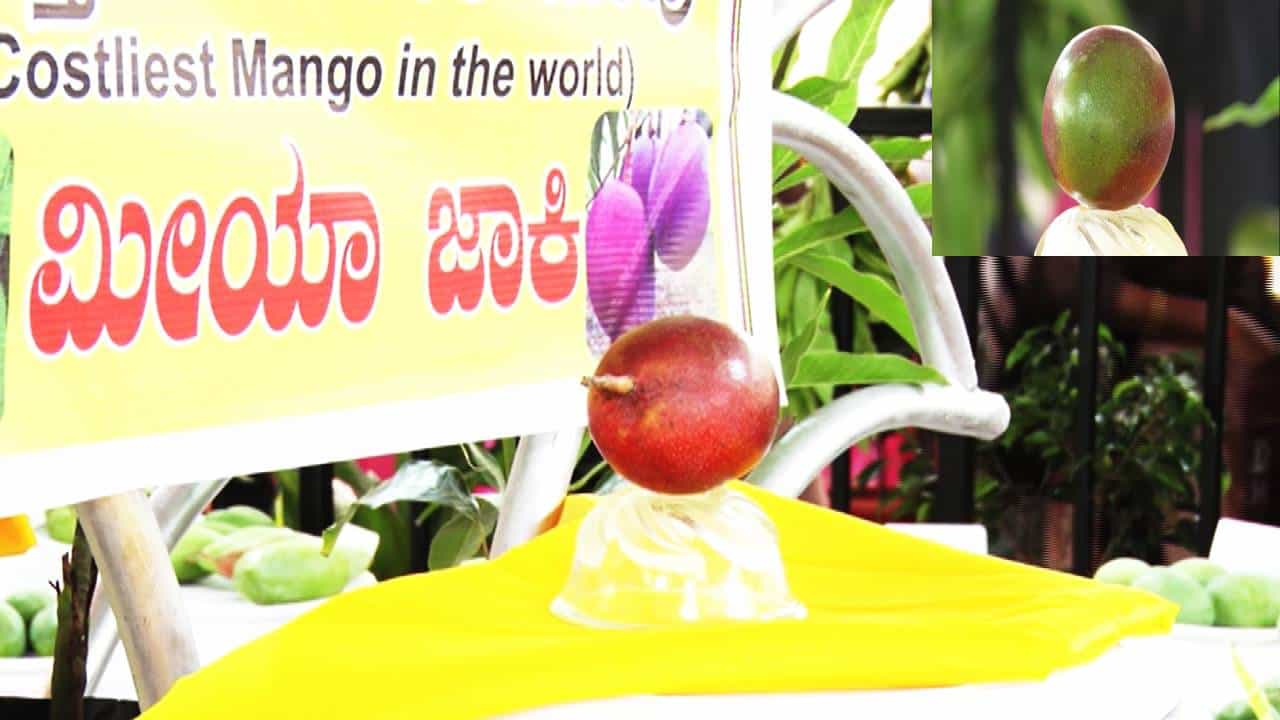 Koppal News:ಕೆಜಿಗೆ 2.50 ಲಕ್ಷ ರೂ, 1 ಹಣ್ಣಿಗೆ 40 ಸಾವಿರ: ಕೊಪ್ಪಳದಲ್ಲಿ ಈ ಮಾವಿನ ಹಣ್ಣು ನೋಡಲು ಮುಗಿಬಿದ್ದ ಜನ Koppal News:ಕೆಜಿಗೆ 2.50 ಲಕ್ಷ ರೂ, 1 ಹಣ್ಣಿಗೆ 40 ಸಾವಿರ: ಕೊಪ್ಪಳದಲ್ಲಿ ಈ ಮಾವಿನ ಹಣ್ಣು ನೋಡಲು ಮುಗಿಬಿದ್ದ ಜನ