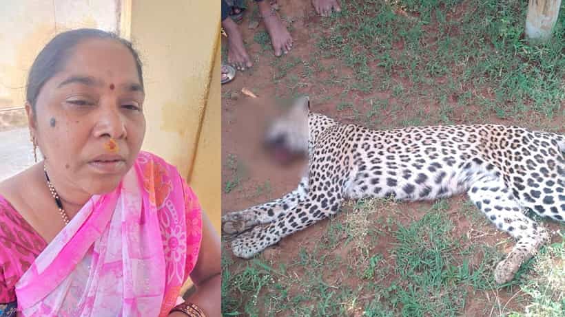 ಹಾವೇರಿ: ಮಹಿಳೆ ಮೇಲೆ ದಾಳಿ ಮಾಡಿದ್ದ ಚಿರತೆ ಸಾವು, ಸಾವಿನ ಸುತ್ತ ಅನುಮಾನದ ಹುತ್ತ
