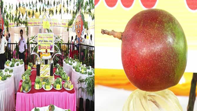 Koppal News: ಮೇಳದಲ್ಲಿ ಎಲ್ಲರನ್ನ ಹುಬ್ಬೇರುವಂತೆ ಮಾಡಿದ ಆ ಮಾವಿನ ಹಣ್ಣಿನ ಬೆಲೆ ಕೇಳಿದ್ರೆ ಶಾಕ್ ಆಗ್ತೀರಿ