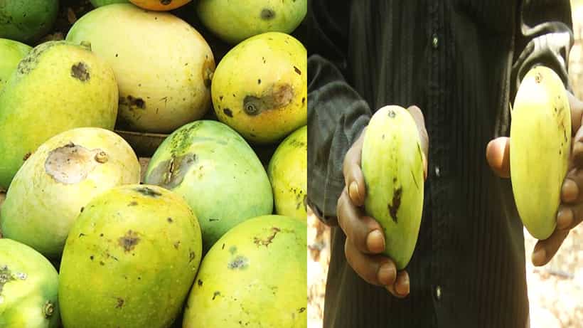 ಬೀದರ್: ಆಲಿಕಲ್ಲು ಮಳೆಯಿಂದ ಮಾವಿನ ಬೆಳೆ ಸಂಪೂರ್ಣ ನಾಶ; ಸಹಾಯದ ನಿರೀಕ್ಷೆಯಲ್ಲಿ ರೈತ