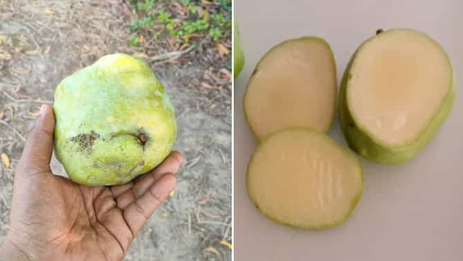 ರೂಪ ಬದಲಿಸಿದ ಮಾವಿನಹಣ್ಣು: ಪ್ರಕೃತಿಯ ವಿಚಿತ್ರ ವಿದ್ಯಮಾನಕ್ಕೆ ಸಾಕ್ಷಿಯಾದ ಉಡುಪಿ