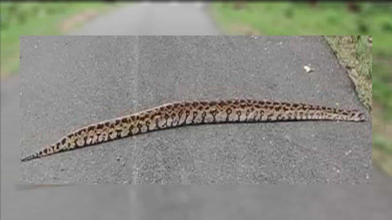 ಮೈಸೂರು: ಸಫಾರಿ ವೇಳೆ ರಸ್ತೆಯಲ್ಲಿ ಕಾಣಿಸಿಕೊಂಡ ಹೆಬ್ಬಾವು; ವಿಡಿಯೋ ವೈರಲ್ ಮೈಸೂರು: ಸಫಾರಿ ವೇಳೆ ರಸ್ತೆಯಲ್ಲಿ ಕಾಣಿಸಿಕೊಂಡ ಹೆಬ್ಬಾವು; ವಿಡಿಯೋ ವೈರಲ್