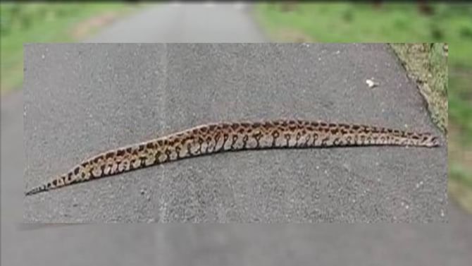ಮೈಸೂರು: ಸಫಾರಿ ವೇಳೆ ರಸ್ತೆಯಲ್ಲಿ ಕಾಣಿಸಿಕೊಂಡ ಹೆಬ್ಬಾವು; ವಿಡಿಯೋ ವೈರಲ್ ಮೈಸೂರು: ಸಫಾರಿ ವೇಳೆ ರಸ್ತೆಯಲ್ಲಿ ಕಾಣಿಸಿಕೊಂಡ ಹೆಬ್ಬಾವು; ವಿಡಿಯೋ ವೈರಲ್