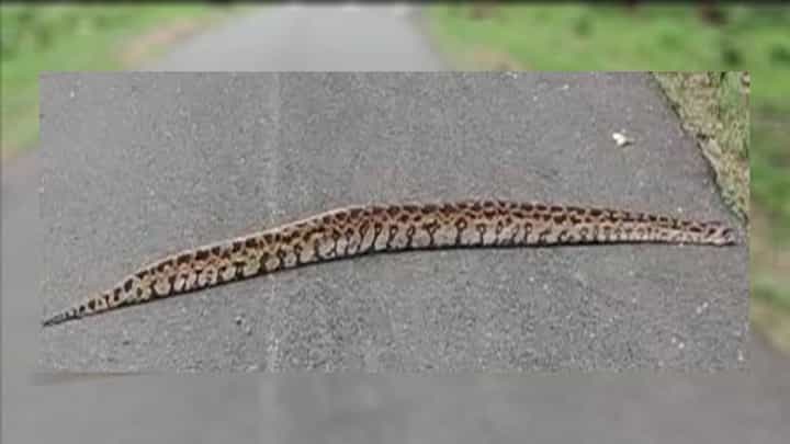 ಮೈಸೂರು: ಸಫಾರಿ ವೇಳೆ ರಸ್ತೆಯಲ್ಲಿ ಕಾಣಿಸಿಕೊಂಡ ಹೆಬ್ಬಾವು; ವಿಡಿಯೋ ವೈರಲ್ ಮೈಸೂರು: ಸಫಾರಿ ವೇಳೆ ರಸ್ತೆಯಲ್ಲಿ ಕಾಣಿಸಿಕೊಂಡ ಹೆಬ್ಬಾವು; ವಿಡಿಯೋ ವೈರಲ್