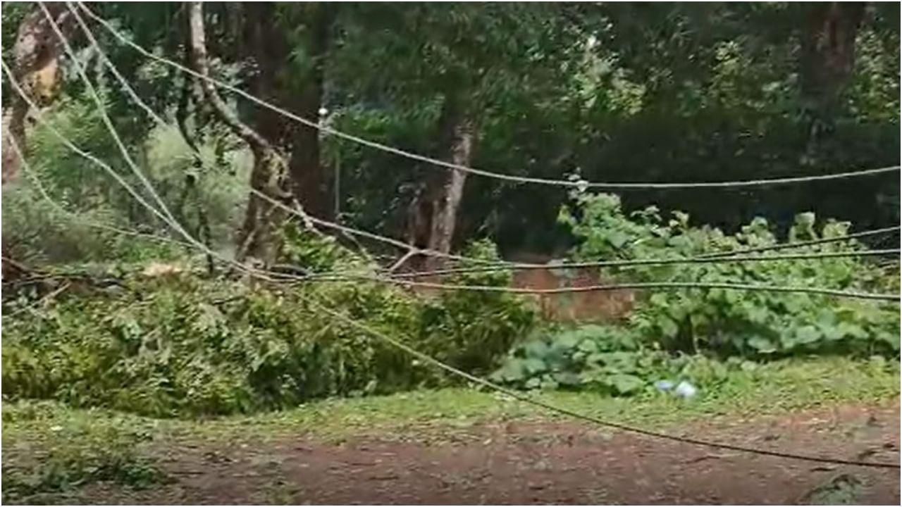 heavy rain at Napoklu Kodagu Tree and electricity pole fallen Karnataka weather predictions