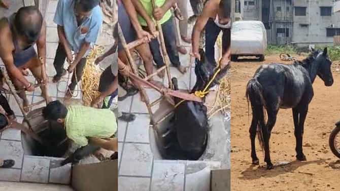 20 ಅಡಿ ಆಳದ ಬಾವಿಗೆ ಬಿದ್ದಿದ್ದ ಕುದುರೆ ರಕ್ಷಣೆಯ ರೋಚಕ ವಿಡಿಯೋ ವೈರಲ್