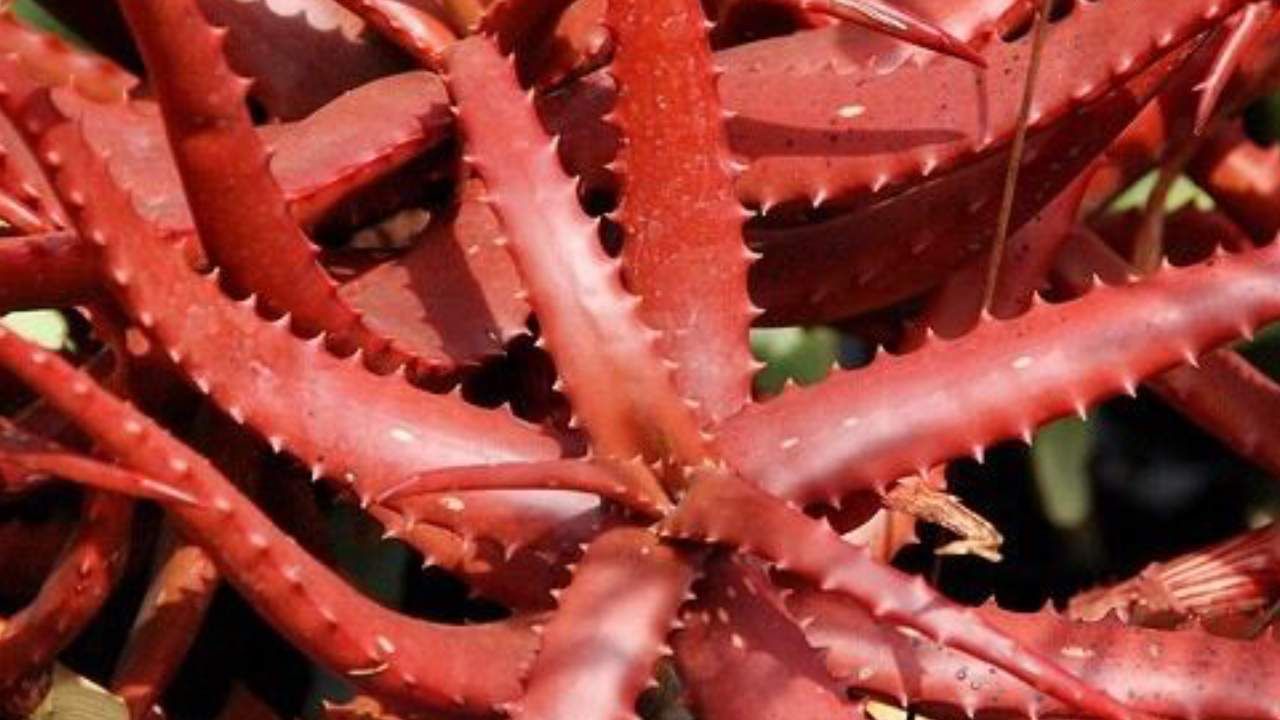 ಕೆಂಪು ಅಲೋವೆರಾ ಔಷಧೀಯ ಗುಣಗಳಿಂದ ಸಮೃದ್ಧವಾಗಿದ್ದು, ತಲೆನೋವು ಮತ್ತು
ಮೈಗ್ರೇನ್‌ಗೆ ಚಿಕಿತ್ಸೆ ನೀಡಲು ಬಳಸಬಹುದಾಗಿದೆ. 