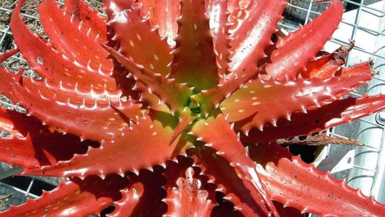 ಕೆಂಪು ಅಲೋವೆರಾ ಚಯಾಪಚಯ ಪ್ರಕ್ರಿಯೆಯನ್ನು ಸರಾಗಗೊಳಿಸುವುದಲ್ಲದೇ, 
ಇದು ತೂಕ ನಿಯಂತ್ರಿಸಲು ಸಹಾಯ ಮಾಡುತ್ತದೆ.