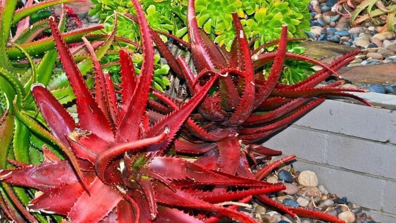 ಕೆಂಪು ಅಲೋವೆರಾ ವಯಸ್ಸಾಗುವಿಕೆಯನ್ನು ತಡೆಯುವ ಕೆಲಸ ಮಾಡುತ್ತದೆ.
ಇದು ಚರ್ಮದ ಸುಕ್ಕು ಮತ್ತು ಇತರೆ ರೋಗಗಳನ್ನು ಗುಣಪಡಿಸಲು
ಸಹಾಯ ಮಾಡುತ್ತದೆ.