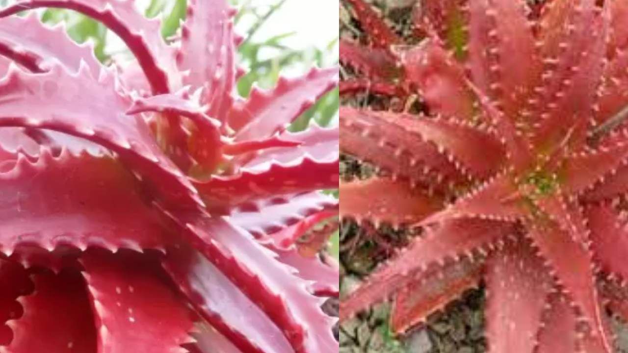 ಕೆಂಪು ಅಲೋವೆರಾ ಶಿಲೀಂಧ್ರ ವಿರೋಧಿ ಗುಣಗಳನ್ನು ಹೊಂದಿದೆ. ತಲೆಹೊಟ್ಟು 
ಅಥವಾ ತುರಿಕೆ ಇದ್ದರೆ, ಕೆಂಪು ಅಲೋವೆರಾವನ್ನು ಬಳಸಬಹುದು.
