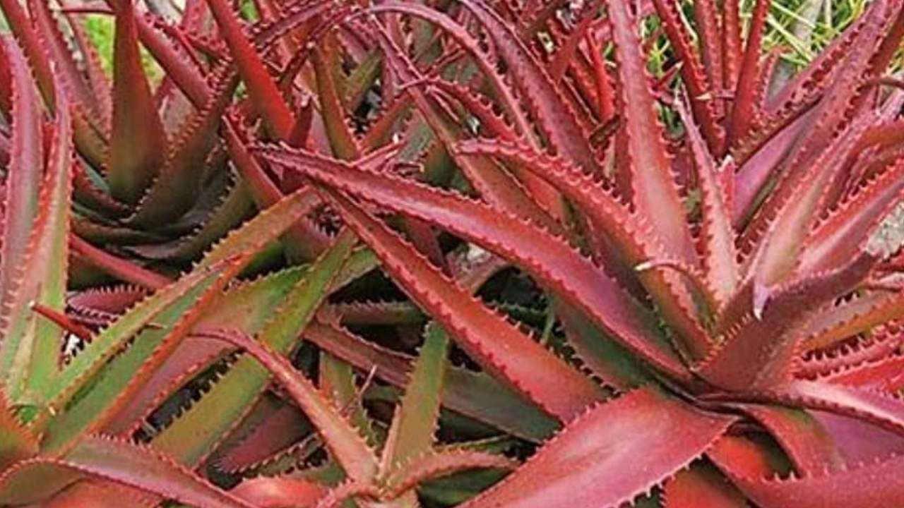 ಅಲೋವೆರಾದಲ್ಲಿ ಎರಡು ವಿಧಗಳಿವೆ. ಒಂದು ಹಸಿರು ಅಲೋವೆರಾ ಆದರೆ, ಮತ್ತೊಂದು
ಕೆಂಪು ಅಲೋವೆರಾ. ನಾವುಗಳು ಹೆಚ್ಚಾಗಿ ಹಸಿರು ಅಲೋವೆರಾವನ್ನು ಹೆಚ್ಚಾಗಿ ಬಳಸುತ್ತೇವೆ. 
ಆದರೆ ಕೆಂಪು ಅಲೋವೆರಾ ಕೂಡ ಆರೋಗ್ಯಕ್ಕೆ ಹೆಚ್ಚು ಉಪಯುಕ್ತವಾಗಿದೆ. 