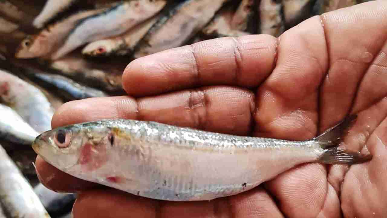 Sardine Fish: ಕರಾವಳಿಯಲ್ಲಿ ಭೂತಾಯ್ ಮೀನುಗಳ ಸುಗ್ಗಿ; ವಿದೇಶಗಳಿಗೆ ಸಖತ್ ಬೆಲೆಗೆ ಫಿಶ್ ಮೀಲ್ಸ್ ರಫ್ತು; ಯಾಕೆ ಈ ಮೀನಿಗೆ ಇಷ್ಟೊಂದು ಬೇಡಿಕೆ?