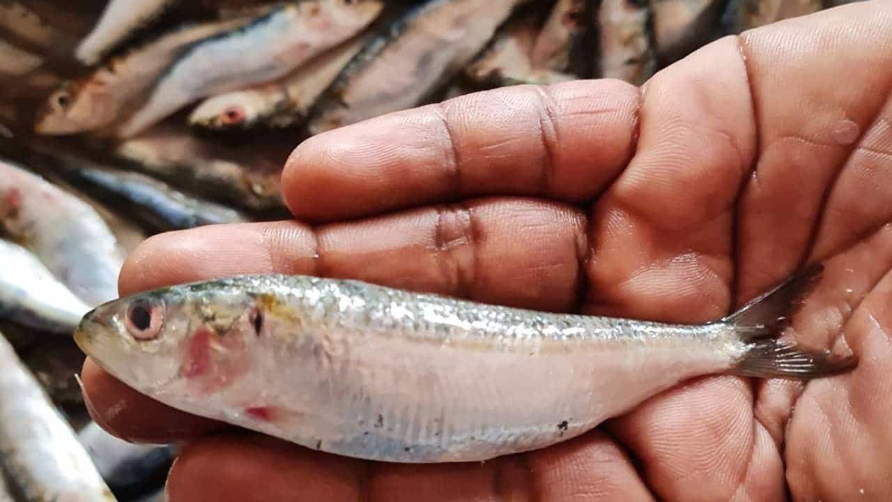 Sardine Fish: ಕರಾವಳಿಯಲ್ಲಿ ಭೂತಾಯ್ ಮೀನುಗಳ ಸುಗ್ಗಿ; ವಿದೇಶಗಳಿಗೆ ಸಖತ್ ಬೆಲೆಗೆ ಫಿಶ್ ಮೀಲ್ಸ್ ರಫ್ತು; ಯಾಕೆ ಈ ಮೀನಿಗೆ ಇಷ್ಟೊಂದು ಬೇಡಿಕೆ? Sardine Fish: ಕರಾವಳಿಯಲ್ಲಿ ಭೂತಾಯ್ ಮೀನುಗಳ ಸುಗ್ಗಿ; ವಿದೇಶಗಳಿಗೆ ಸಖತ್ ಬೆಲೆಗೆ ಫಿಶ್ ಮೀಲ್ಸ್ ರಫ್ತು; ಯಾಕೆ ಈ ಮೀನಿಗೆ ಇಷ್ಟೊಂದು ಬೇಡಿಕೆ?