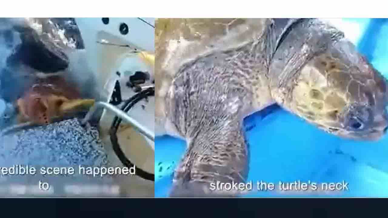 Viral Video: ಆಮೆಯನ್ನು ರಕ್ಷಿಸಲು ಮನುಷ್ಯರ ಬಳಿ ಸಹಾಯ ಕೇಳಿದ ಶಾರ್ಕ್?! Viral Video: ಆಮೆಯನ್ನು ರಕ್ಷಿಸಲು ಮನುಷ್ಯರ ಬಳಿ ಸಹಾಯ ಕೇಳಿದ ಶಾರ್ಕ್?!