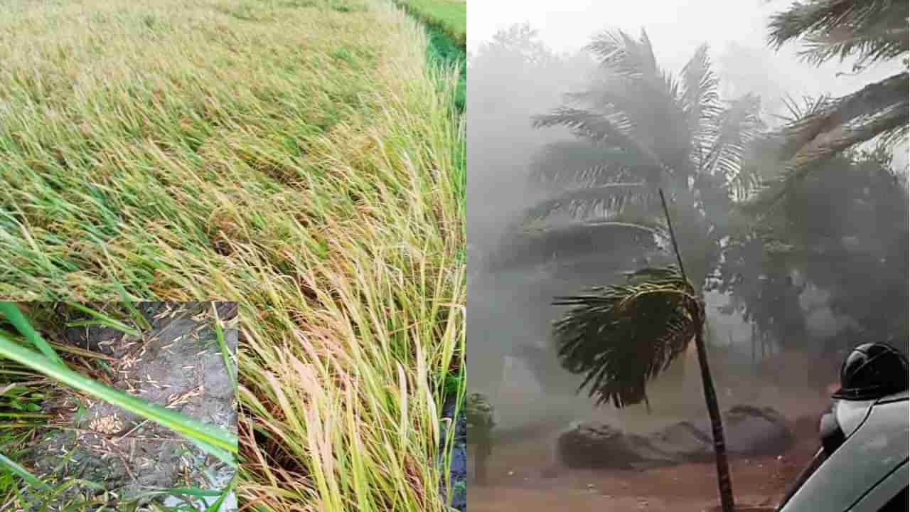 ವಿಜಯನಗರ: ಅಕಾಲಿಕ ಮಳೆಗೆ ತತ್ತರಿಸಿದ ರೈತ; ನೂರಾರು ಎಕರೆ ಪ್ರದೇಶದಲ್ಲಿ‌ ಬೆಳೆದ ಬೆಳೆ ಸಂಪೂರ್ಣ ನಾಶ