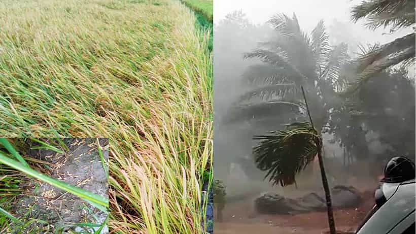 ವಿಜಯನಗರ: ಅಕಾಲಿಕ ಮಳೆಗೆ ತತ್ತರಿಸಿದ ರೈತ; ನೂರಾರು ಎಕರೆ ಪ್ರದೇಶದಲ್ಲಿ ಬೆಳೆದ ಬೆಳೆ ಸಂಪೂರ್ಣ ನಾಶ