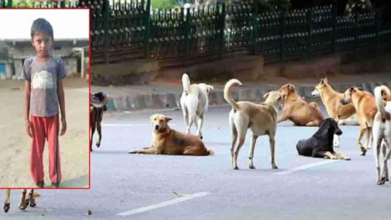 ಅಟ್ಟಾಡಿಸಿಕೊಂಡು ಬಂದ ನಾಯಿಗಳ ಗುಂಪು: ಹೆದರಿದ ಬಾಲಕ ಓಡುವಾಗ ಟ್ರ್ಯಾಕ್ಟರ್ ಕೆಳಗೆ ಬಿದ್ದು ಸಾವು, ಅಪ್ಪ-ಅಮ್ಮನಿಗೆ ಏಕೈಕ ಪುತ್ರ