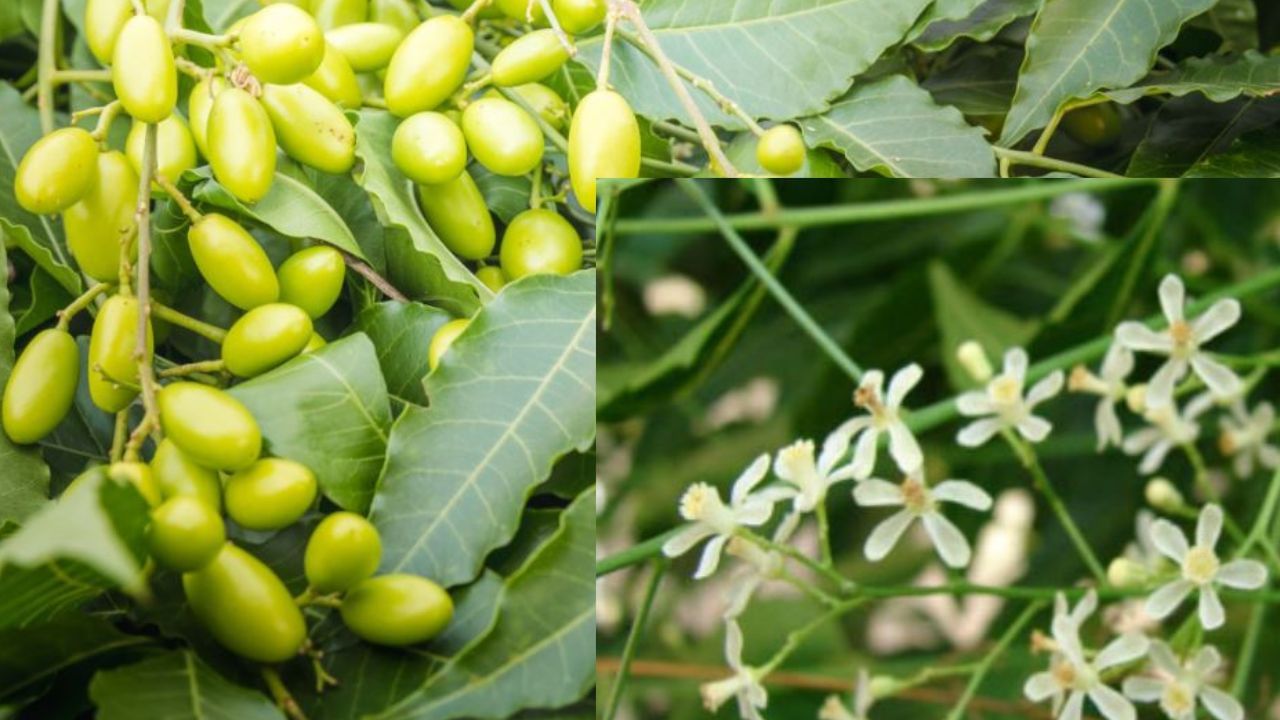 ಹಾಗೆ ನೊಡಿದರೆ ಇಡೀ ಬೇವಿನ ಮರವೇ ಬಹುಪಯೋಗಿಯಾಗಿದೆ. ಇದರ ಪ್ರತಿಯೊಂದೂ ಭಾಗವೂ ಉಪಯುಕ್ತವೇ. ಬಡವರ ಸಾಗುವಾನಿ ಕಟ್ಟಿಗೆ ಎಂದೇ ಬೇವಿನ ಮರ ಹೆಸರು ಪಡೆದಿದೆ.