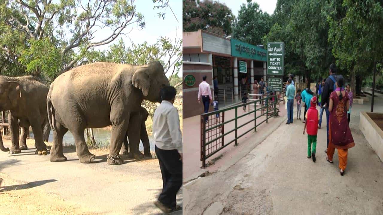 ಬೆಂಗಳೂರು ನಗರ ಜಿಲ್ಲೆಯ ಆನೇಕಲ್ ತಾಲ್ಲೂಕಿನ ಬನ್ನೇರುಘಟ್ಟ ಬಯಲಾಜಿಕಲ್ ಪಾರ್ಕ್ನಲ್ಲಿ ಮಹಿಳೆ ಹಾಗೂ ಹೆಣ್ಣು ಮಕ್ಕಳ ಭೇಟಿ ದಿನೇ ದಿನೇ ಹೆಚ್ಚಾಗುತ್ತಿದ್ದು, ಶಕ್ತಿ ಯೋಜನೆಯ ಎಫೆಕ್ಟ್ ಅಡಿ ಮಹಿಳಾ ಪ್ರವಾಸಿಗರ ಸಂಖ್ಯೆ ನಿನ್ನೆ(ಜೂ.17) ಹೆಚ್ವಾಗಿ ಕಂಡು ಬಂತು. ರಾಜ್ಯದ ಹಲವು ಜಿಲ್ಲೆಗಳಿಂದ ಬೆಂಗಳೂರಿಗೆ ಬಂದಂತಹ ಮಹಿಳೆಯರು ಹಾಗೂ ಮಕ್ಕಳು ಬನ್ನೇರುಘಟ್ಟ ಪಾರ್ಕ್ಗೆ ಲಗ್ಗೆ ಇಟ್ಟಿದ್ದರು.