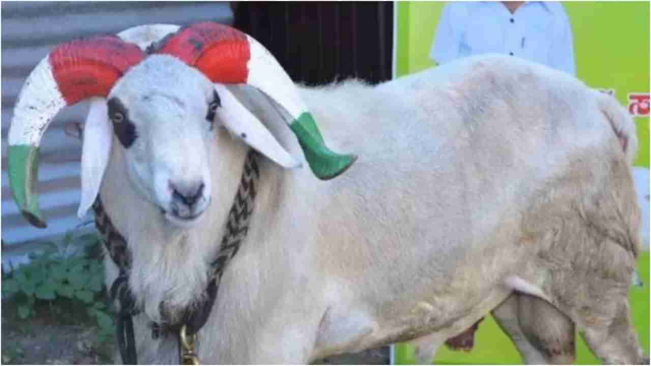 7 Star Sultan: ‘ಟಗರು ಪಲ್ಯ’ ಚಿತ್ರದಲ್ಲಿ ನಟಿಸಿದ ‘7 ಸ್ಟಾರ್​ ಸುಲ್ತಾನ್​’ ಕುರುಬಾನಿಗೆ ಸೋಶಿಯಲ್​ ಮೀಡಿಯಾದಲ್ಲಿ ವಿರೋಧ