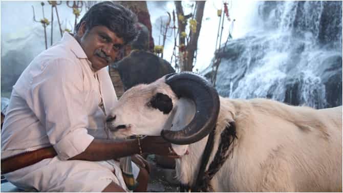 7 star Sultan: ‘ಟಗರು ಪಲ್ಯ’ ಖ್ಯಾತಿಯ ‘7 ಸ್ಟಾರ್ ಸುಲ್ತಾನ್​’ ಕುರುಬಾನಿ ಕ್ಯಾನ್ಸಲ್​; ನಿಟ್ಟುಸಿರು ಬಿಟ್ಟ ಅಭಿಮಾನಿಗಳು