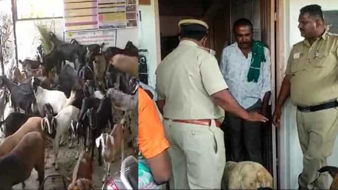 ಗ್ರಾಮ ಪಂಚಾಯಿತಿ ಕಚೇರಿಯೊಳಗೆ ಕುರಿ-ಮೇಕೆ ನುಗ್ಗಿಸಿದ ರೈತ, ಹೌಹಾರಿದ ಅಧಿಕಾರಿಗಳು