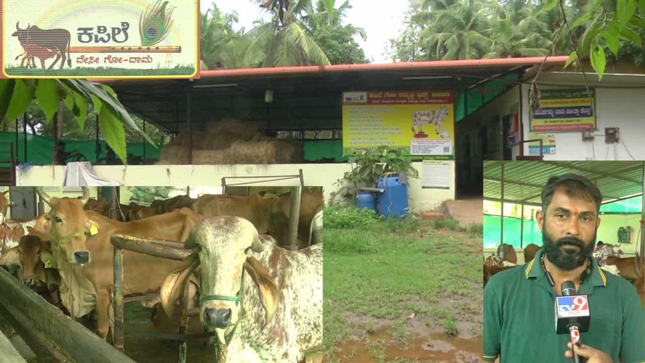 ಮುಂಬೈನಲ್ಲಿ ಟೆಕ್ಕಿಯಾಗಿದ್ದ ಯುವಕ ಅಲ್ಲಿನ ಉದ್ಯೋಗ ಬಿಟ್ಟು, ಕುಂದಾಪುರದಲ್ಲಿ ದೇಶಿ ಹಸುಗಳ ಪೋಷಣೆಯಲ್ಲಿ ತೊಡಗಿದ್ದಾರೆ